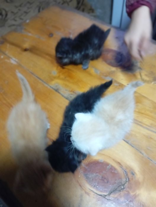 Продаю  шотландских котят.