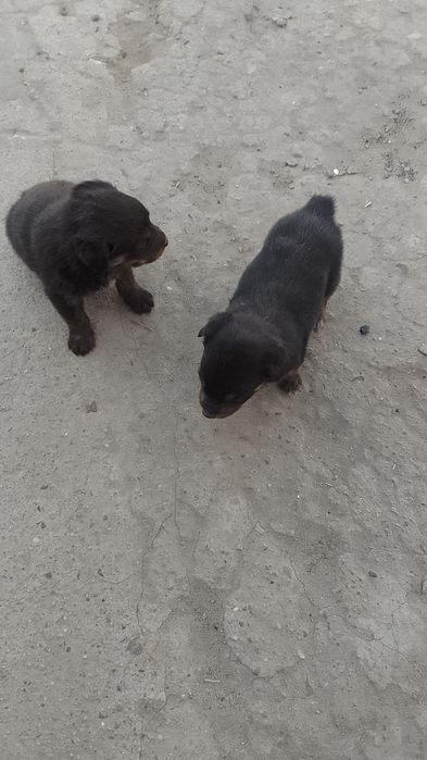 Продам щенят ротвейлера