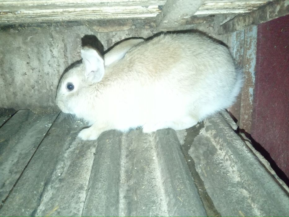 Продам кролика породы бургун молодой самец