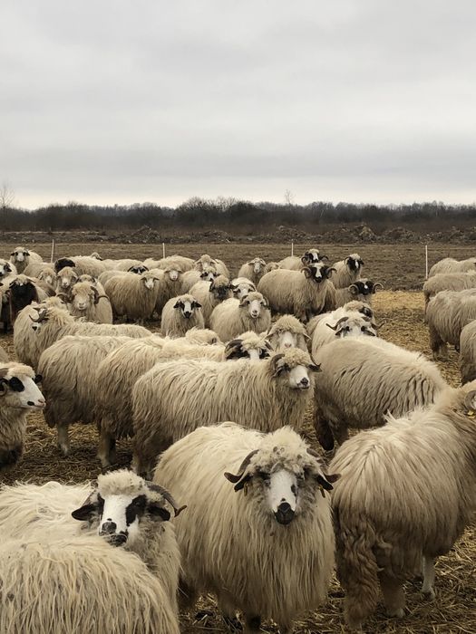 Vand 45 de oi țurcane tinere