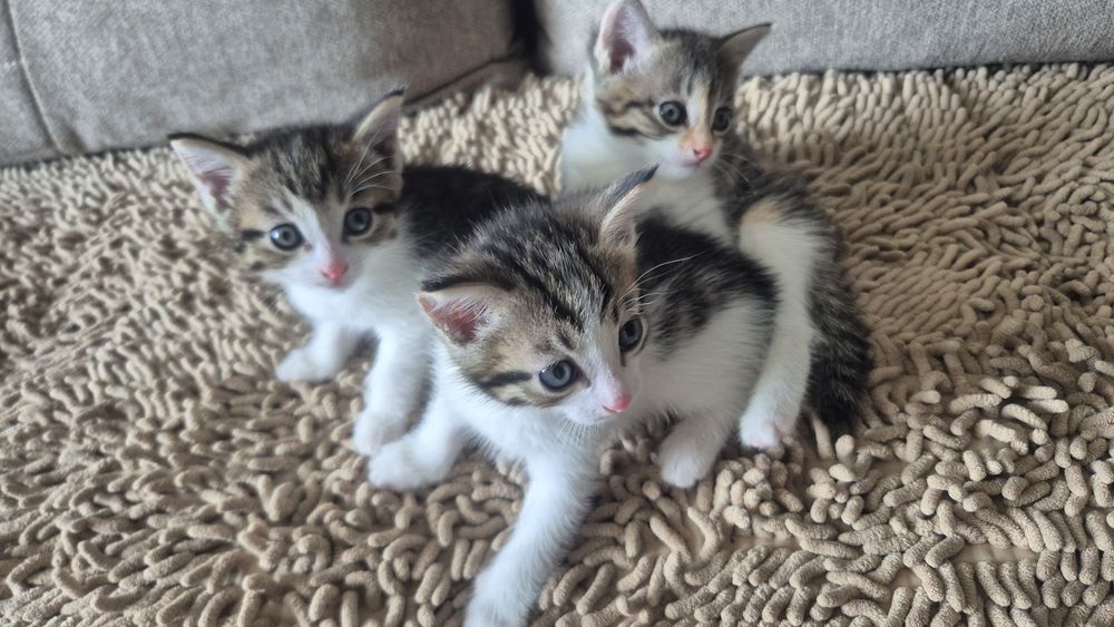 Отдам в добрые руки котят