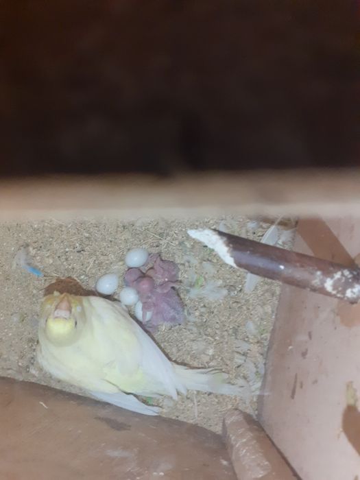 Crescator vand perusi reproducatori normali si standard