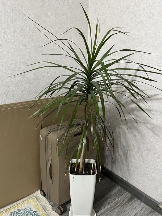 Драцена маргината (лат. Dracaena marginata)