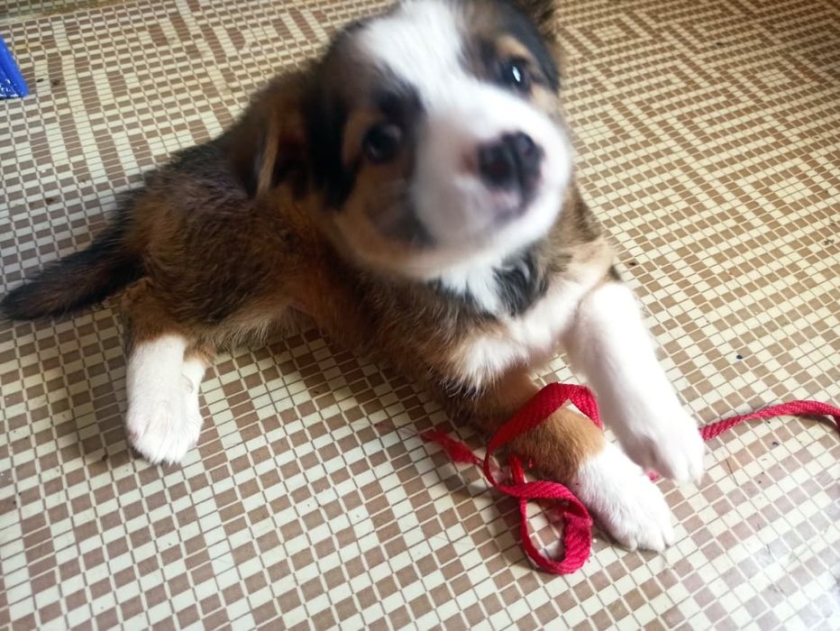 Щенки-девочки  .отдадим в добрые руки