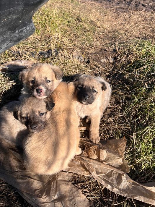 Catelusi pentru adoptie