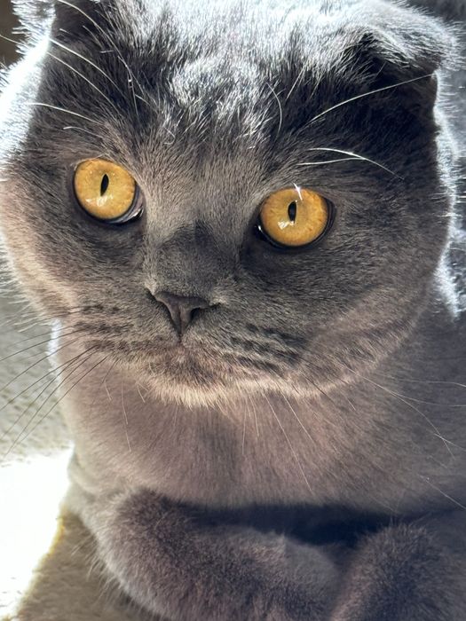Отдам кота в добрые руки