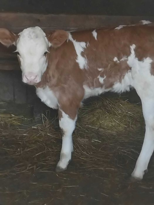 Vând junică la prima fatare garantată