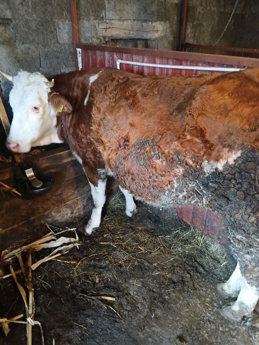 Junincă la prima fătare