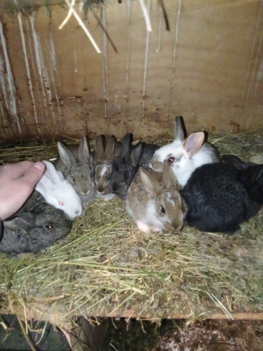 Продам крольчат 1 месяц