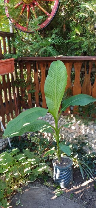 Бананови палми, различни размери