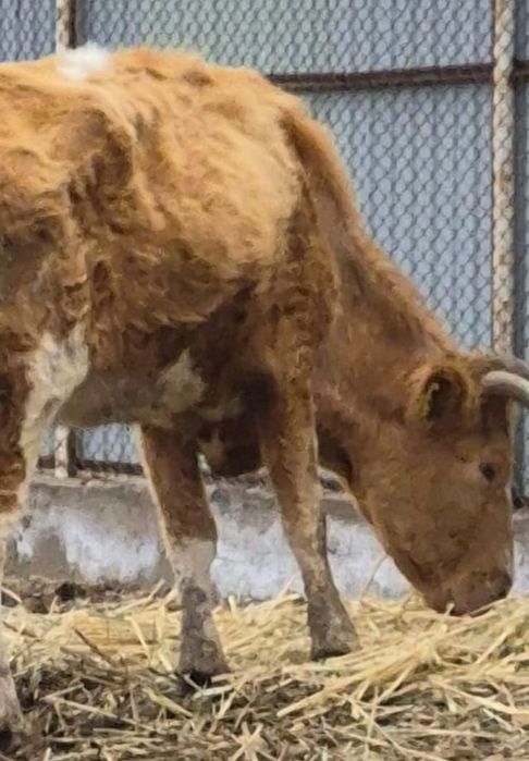 Бұзаулы сиыр ,4 туған