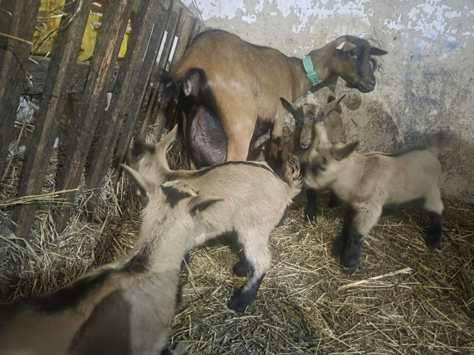 Vând ieduțe și țăpișori Alpin Francez rasă pură