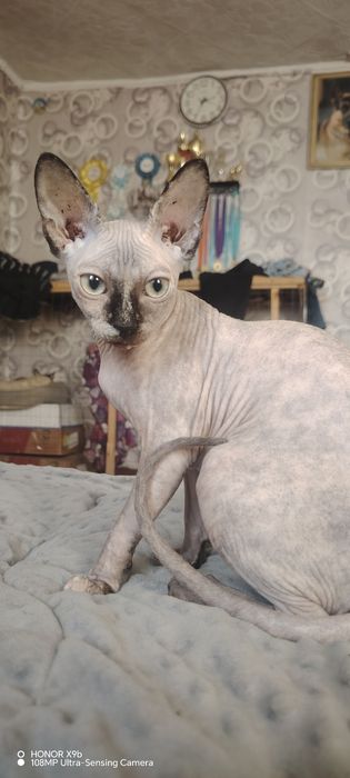 Канадский сфинкс