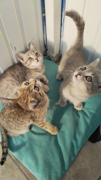 отдам котят в добрые руки