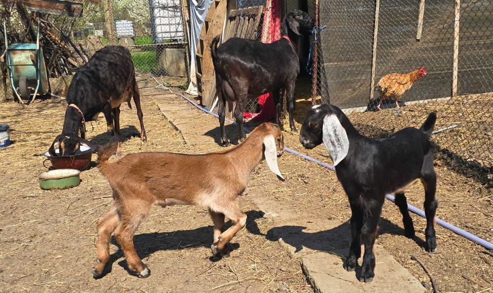 Vând sau schimb iezi