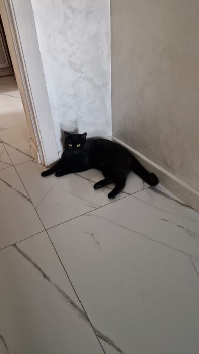 ПодРощенЫе КотЯта