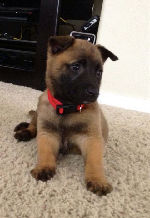 Ciobanesc belgian malinois