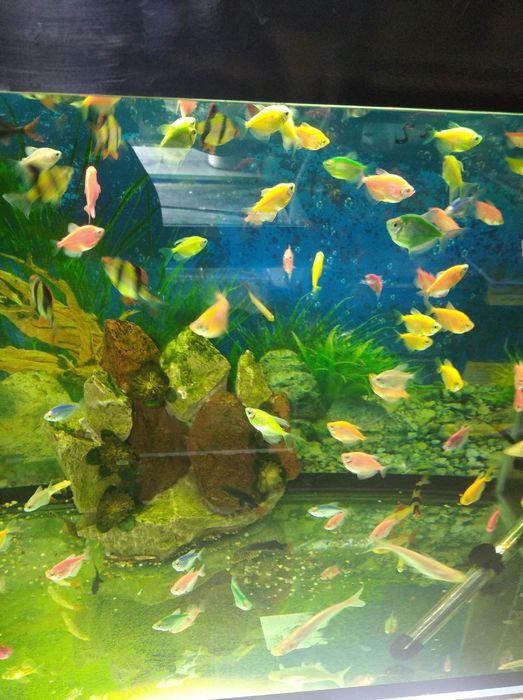 Аквариум разные вида