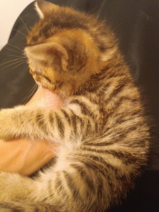 Котенок девочка ,ей 1,5 месяцев