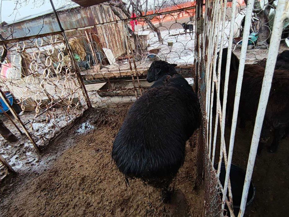 Продаются домашние бараны.