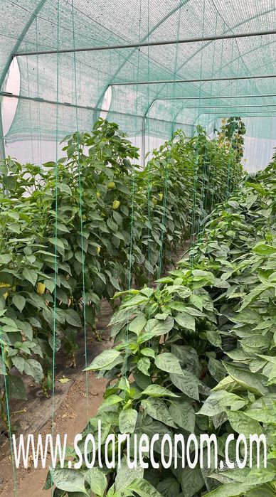 Solar(sera), 1849 lei ( 16 mp), teava neagra