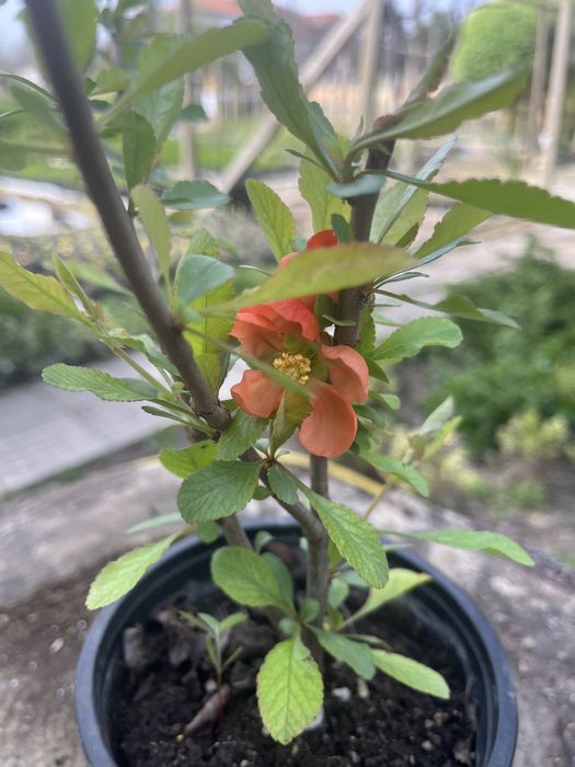 Японска дюля