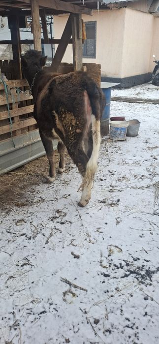 Телочка,Телка,тана,ургашы,корова