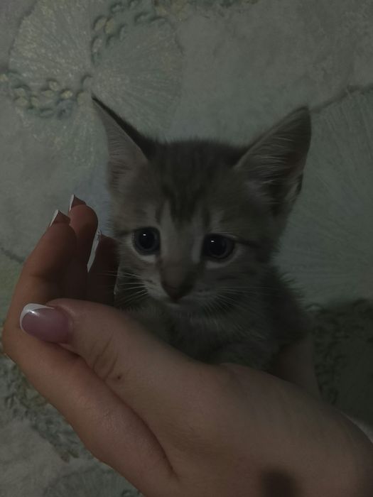Отдам котят степной породы