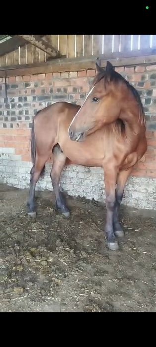Продам тайчиков.