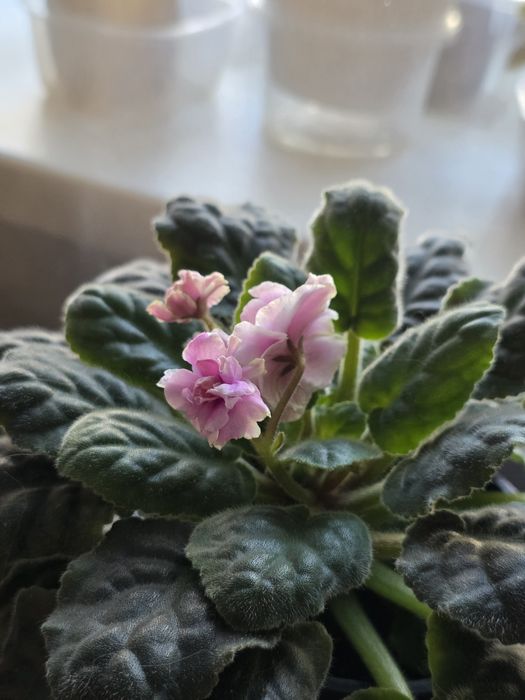 Фиалка. Комнатные растения. Цветы.