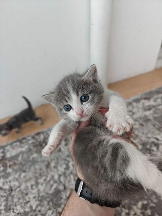 2 котость кошки .