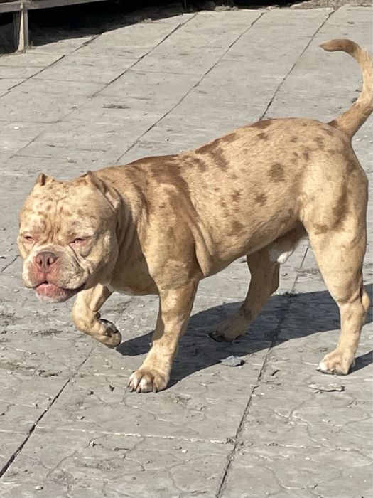 Кобели американский булли для вязки