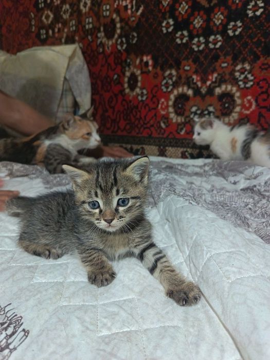 Отдам котят в добрые руки