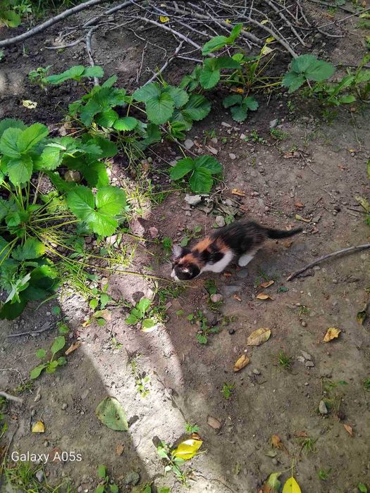 котета подарявам