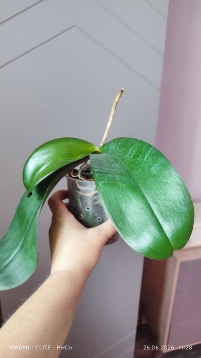Орхидея phal. Leco Fantastic, Caribbean Dream, Anke, онцидиум