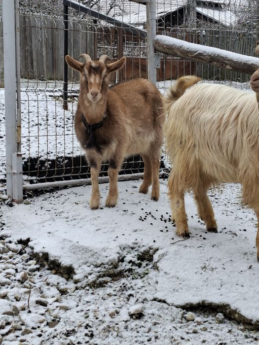 La vânzare 2 capre gestante și un țap
