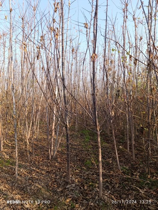 yasin sakura klyon sotiladi 3 yillik 7   8  metrgaca