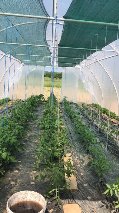Solarii legume, solar gradina
