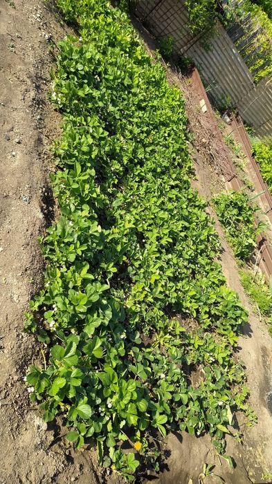 Продаю дачу в обществе Алма