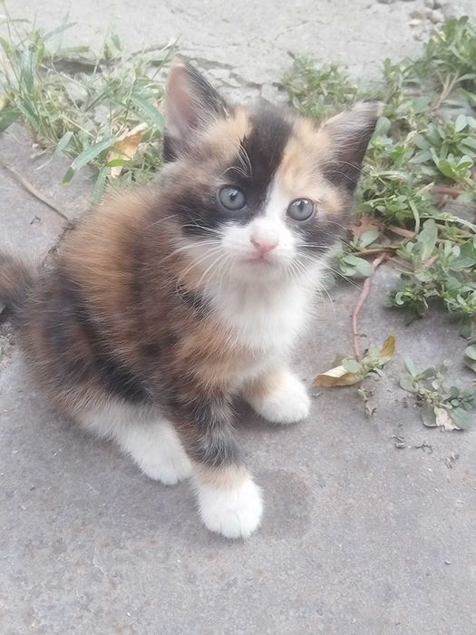 Отдам котят в добрые руки