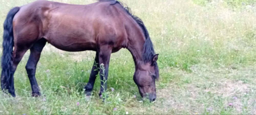 Vând iapa  in vârstă de 16 ani calul este foarte bland nu mușcă nu zvârle cu picioarele, merge si la unu si la doi calul se probează la fata locului