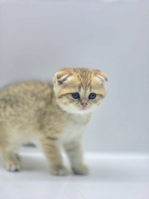 ШоТлаНдские КотЯта..