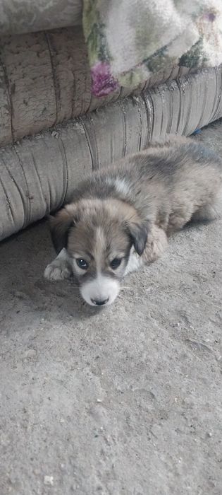 Отдам в добрые руки