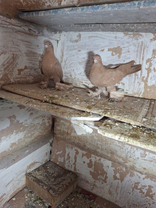 Продам голуби Алматы