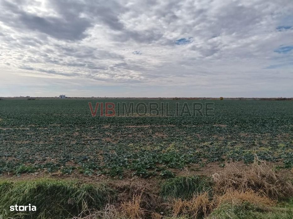 Ferma Agricolă 1.350 HA – Grad de Comasare 96–97%, Județul Arad