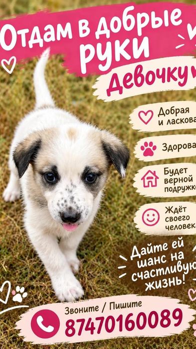 Щеноки в добрые руки.