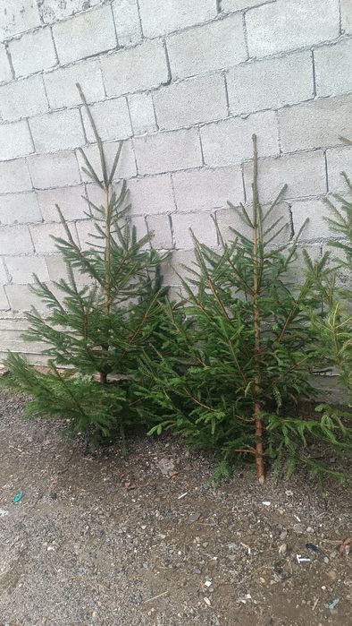 Brazi pentru evenimente