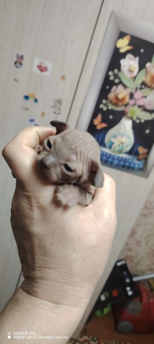 Канадский сфинкс