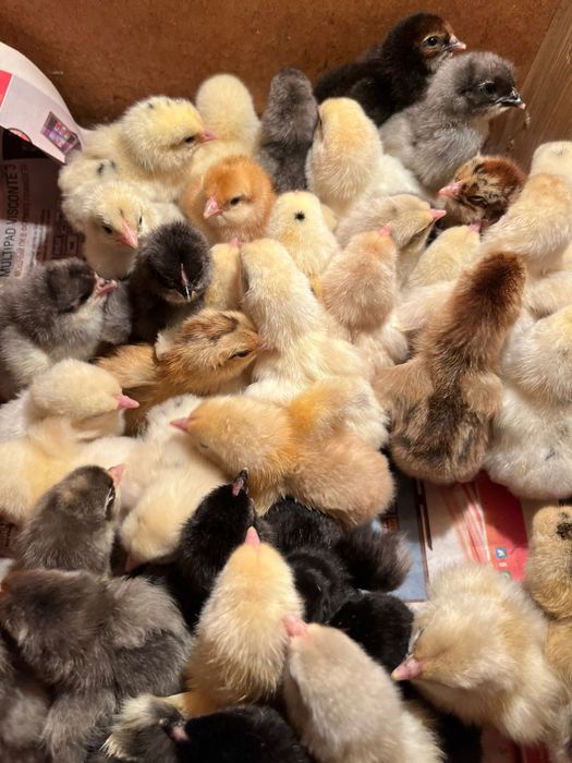 Продаются цыплята вылупились 22апреля