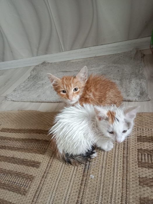 Отдадим в добрые руки рыжую кошечку .